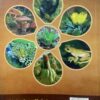 Bureaus Higher Secondary Biology Class-XII